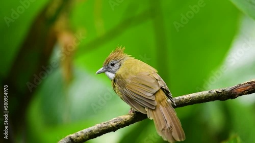 Puff-throated Bulbul. Scientific Name : Alophoixus pallidus bird perched on the branch. photo