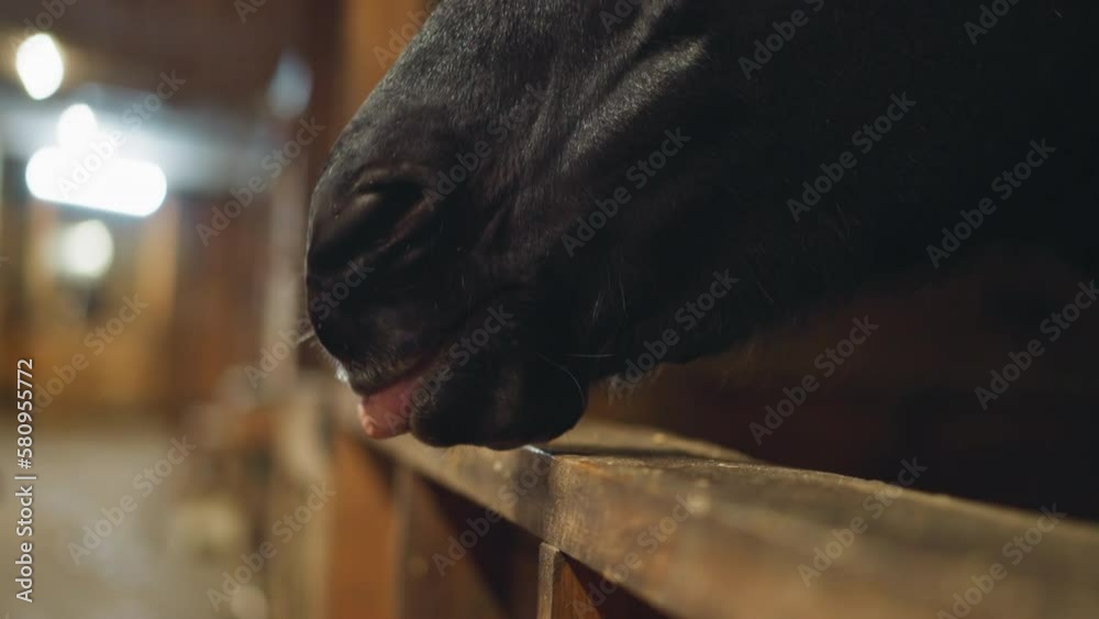 Nose of purebred black horse sticking out tongue and chewing on blurred background. Hungry animal waits for food standing in stall of stable closeup
