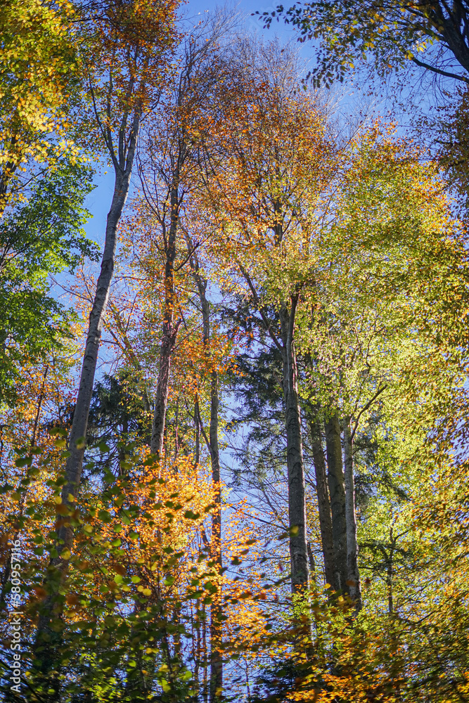 Mischwald Mischwald