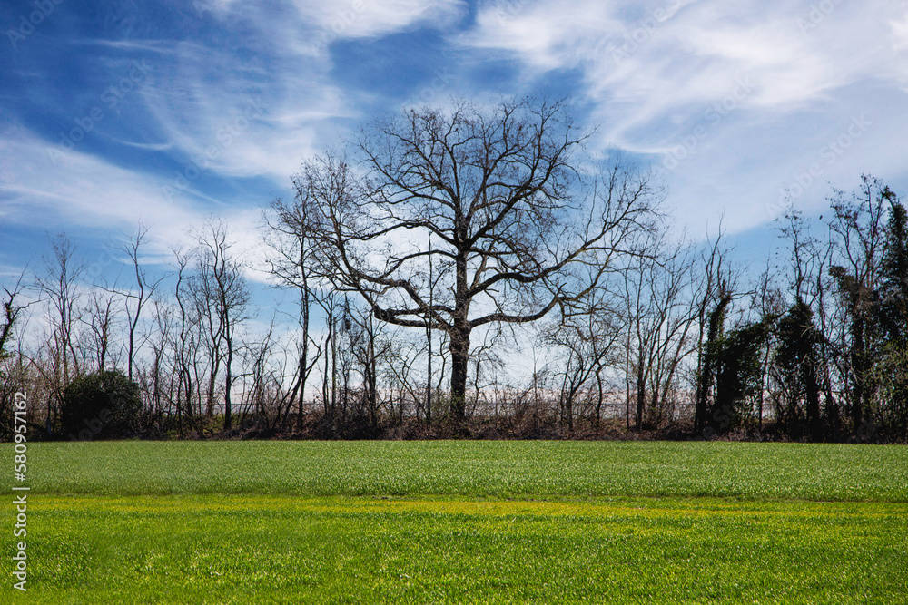 tree in the field tree in the field