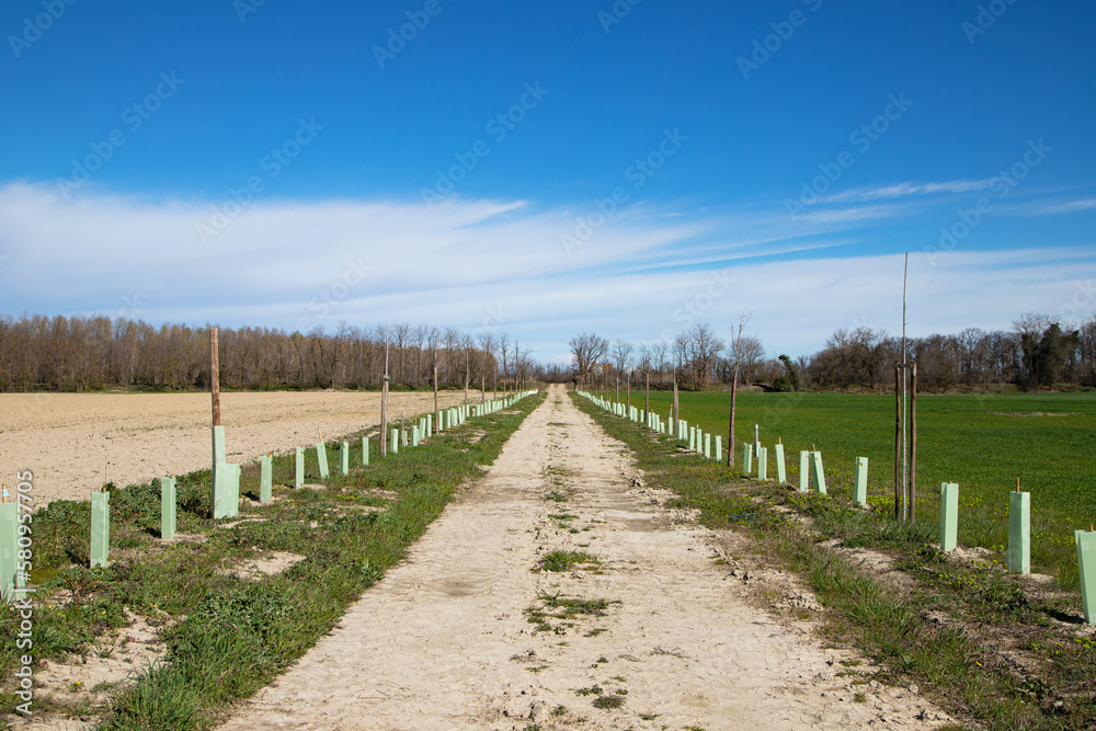 road in the field