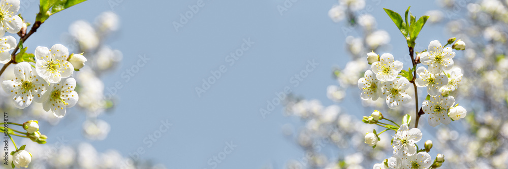 Spring apple blossom with white flowers in the park on a bright sunny day. Close-up, selective focus.