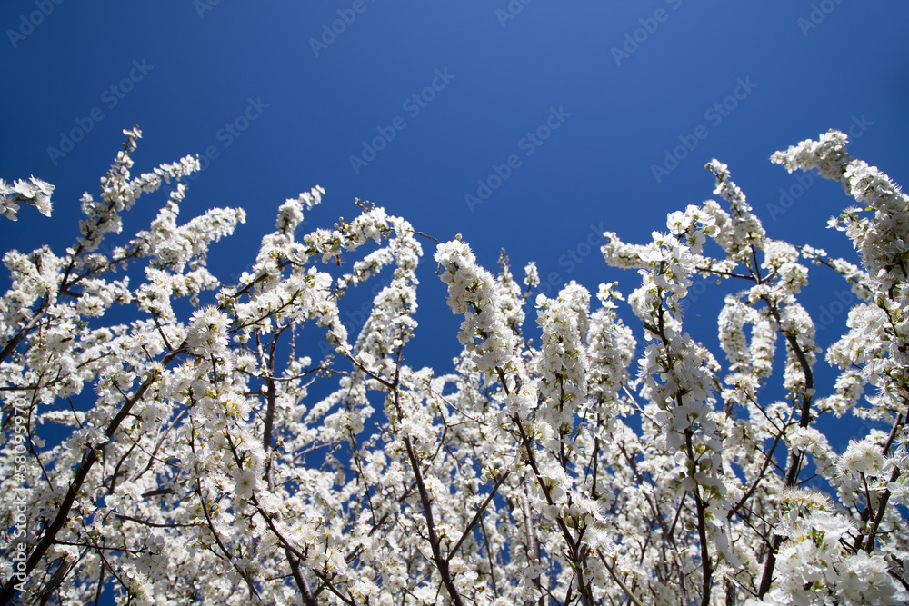branches with flowers of wild cherry tree branches with flowers of wild cherry tree