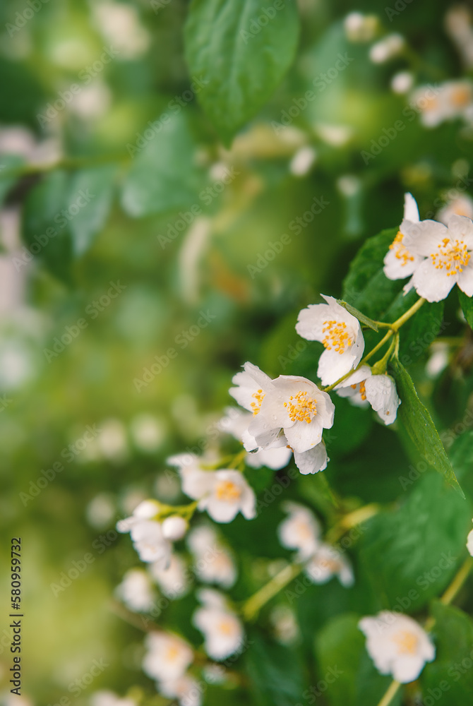 Beautiful white flowers on green leaves background on the tree branch Beautiful white flowers on green leaves background on the tree branch