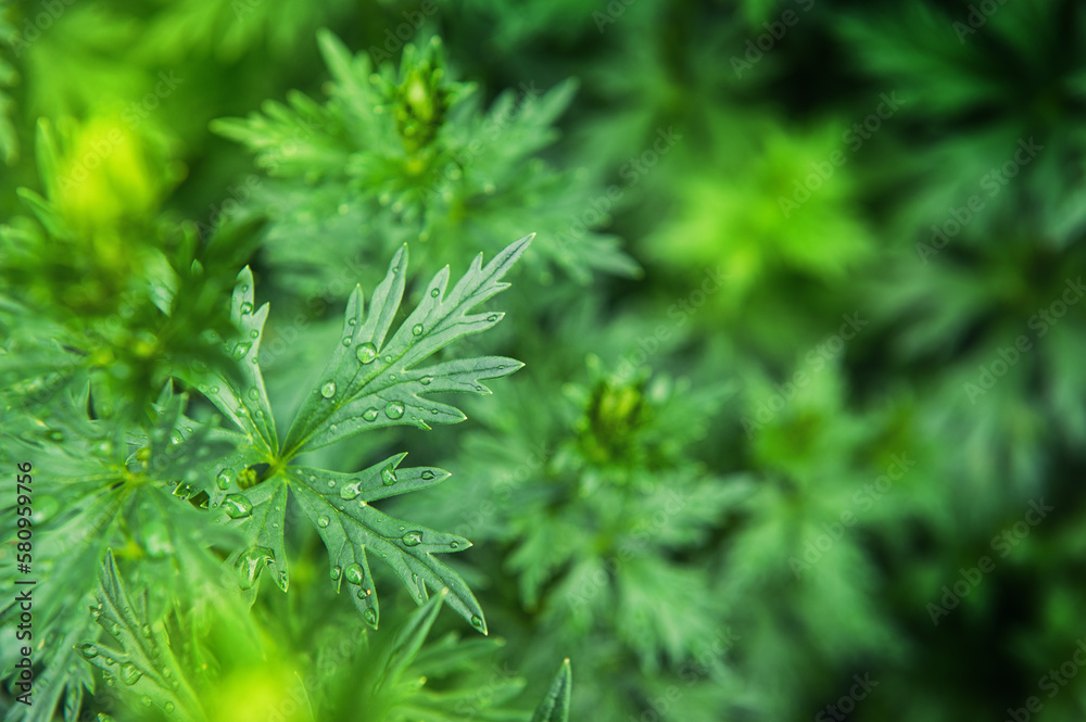 Abstract nature background with green plant leaves and drops of rain Abstract nature background with green plant leaves and drops of rain