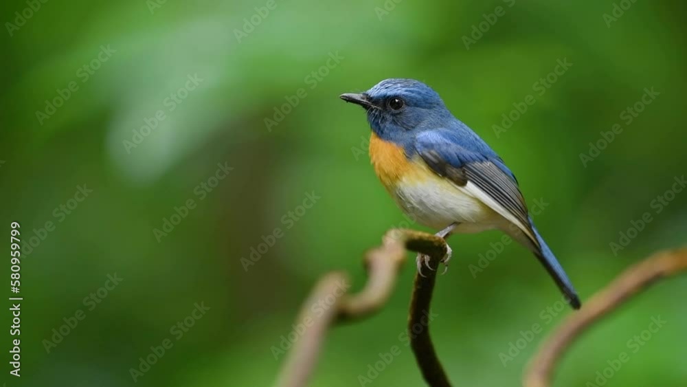 Chinese blue flycatcher perched bird on the vine. Chinese blue flycatcher perched bird on the vine.