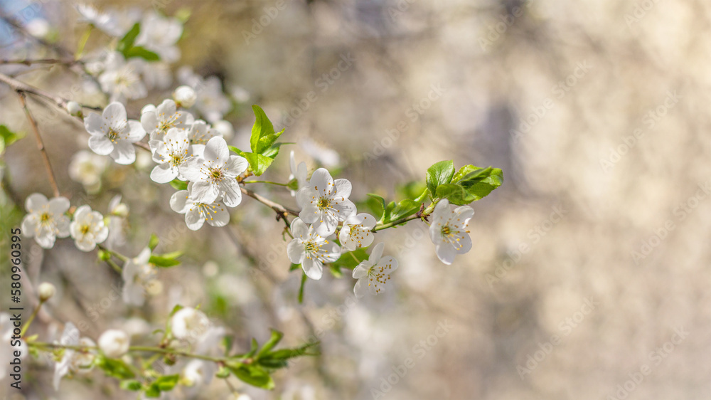 Spring apple blossom with white flowers in the park on a bright sunny day. Space for text. Banner or postcard. Spring apple blossom with white flowers in the park on a bright sunny day. Space for text. Banner or postcard.