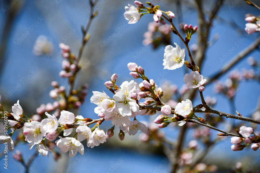 Obraz premium 細井桜