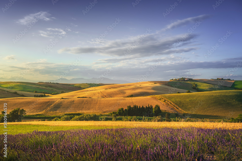 Lavender in Tuscany, hills and green fields. Santa Luce, Pisa, Italy