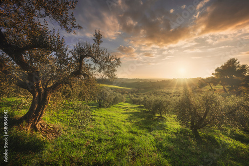 Olive grove in Alta Maremma. Landscape in Casale Marittimo, Tuscany, Italy