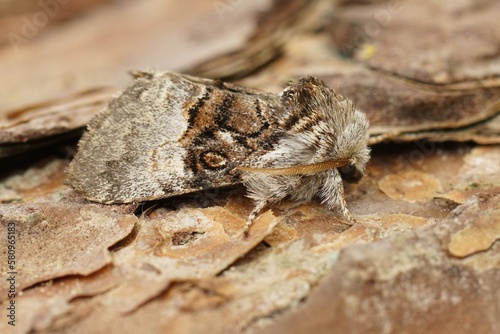 Detailed Closeup on a nut-tree tussock moth, Colocasia coryli sitting on a piece of wood