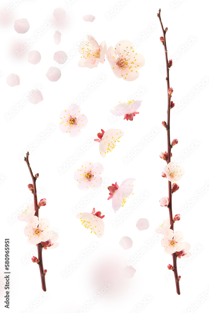 plum flowers, petals and blooming twig isolated on a white background plum flowers, petals and blooming twig isolated on a white background