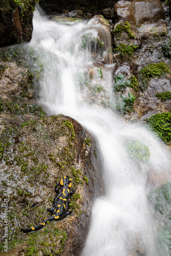 The waterfall and the fire salamander  Salamandra salamandra 