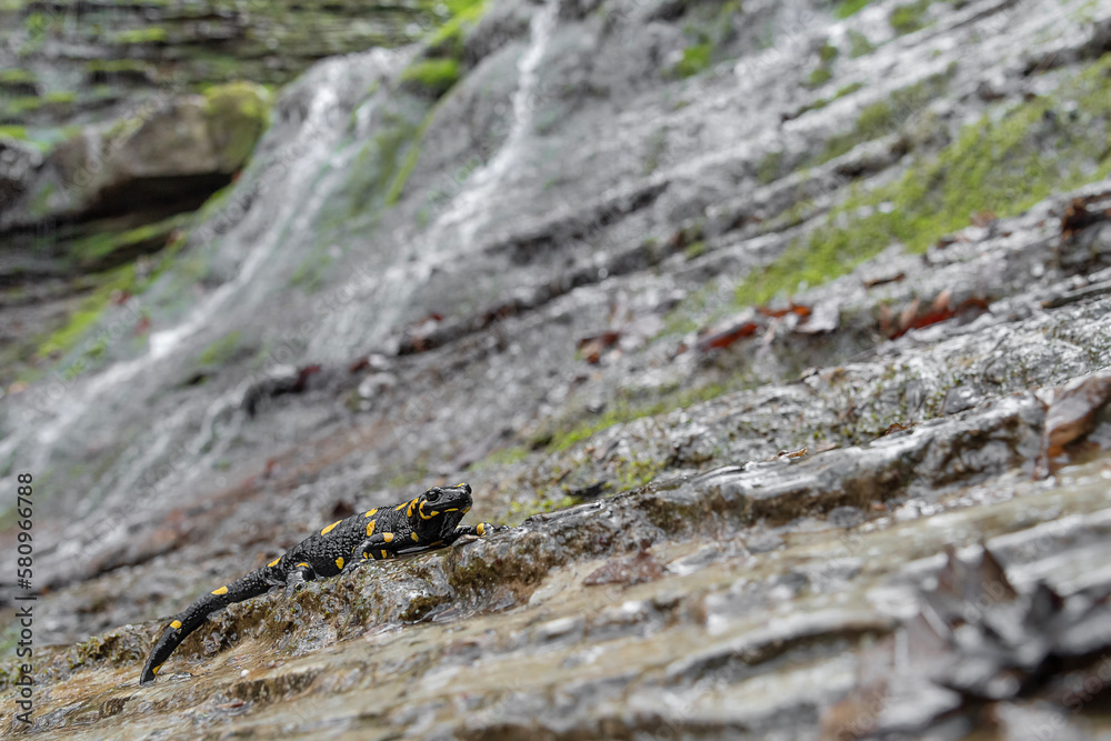 Fire salamander with waterfall on background (Salamandra salamandra)