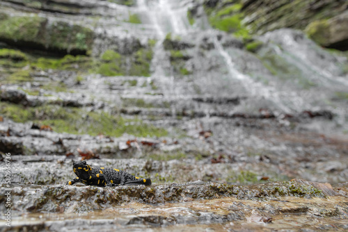 Fire salamander with majestic waterfall on background (Salamandra salamandra)