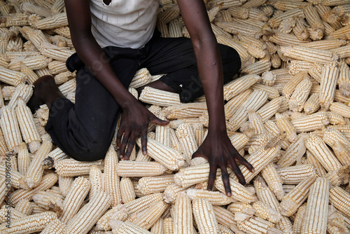 Boy gathering maize. Uganda