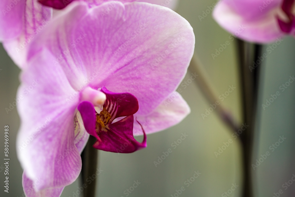 pink blooming orchid on the window. close-up. pink blooming orchid on the window. close-up.