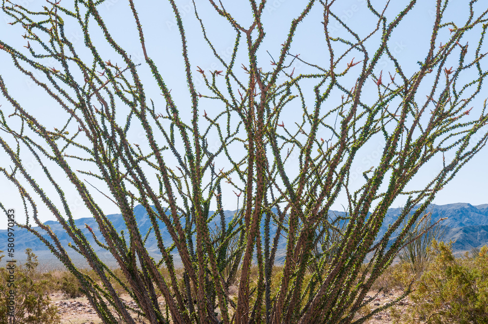 Ocotillo Cactus at Joshua Tree National Park Ocotillo Cactus at Joshua Tree National Park