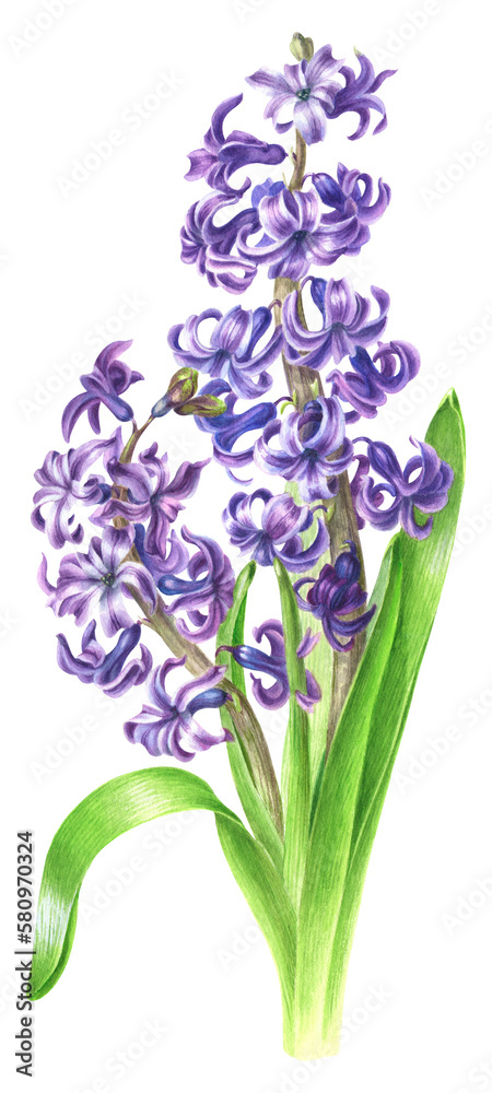 Obraz premium watercolor illustration with purple hyacinth