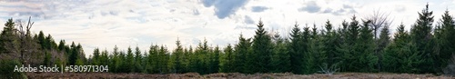 Forest trees woods landscape view in black forest blackforest ( Schwarzwald ) Germany wide long panoramic panorama banner