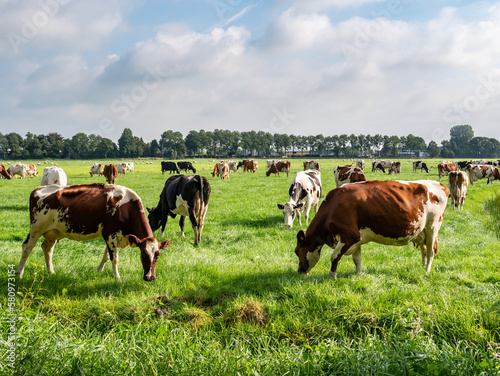 Fotografia Diary cows grazing on green pasture in polder near Langweer, Friesland, Netherla