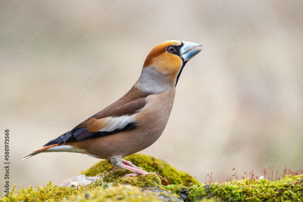 Hawfinch Coccothraustes coccothraustes. Bird is sitting on a stick beautiful background Hawfinch Coccothraustes coccothraustes. Bird is sitting on a stick beautiful background