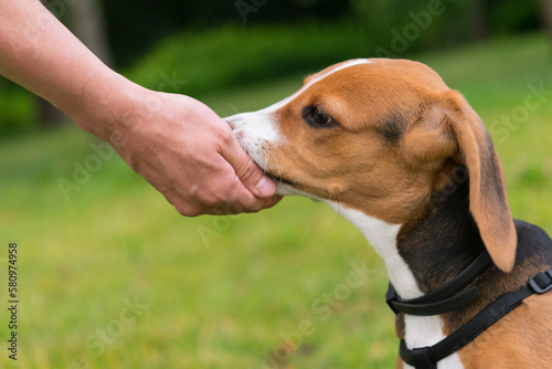the owner gives a treat to the beagle puppy from his hand, on the street