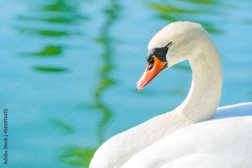 Graceful White Swan on Turquoise Water Background