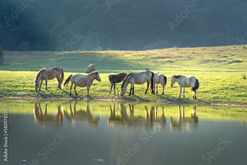 Herd of horses in Huu Lung, Lang Son province, Viet Nam photo