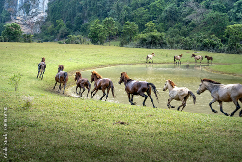 Herd of horses in Huu Lung, Lang Son province, Viet Nam © Quang
