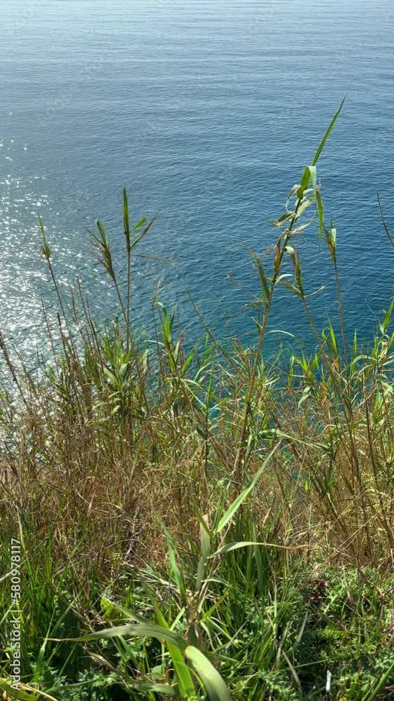 green plants and relaxing sea waves green plants and relaxing sea waves
