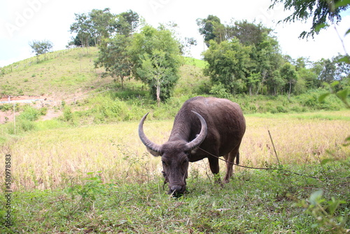 KoYaoNoi KoYao district thongmexay laos June21th  2022 -laos farmer walking with buffolo in rice field.