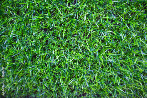 Green grass texture background from top view.