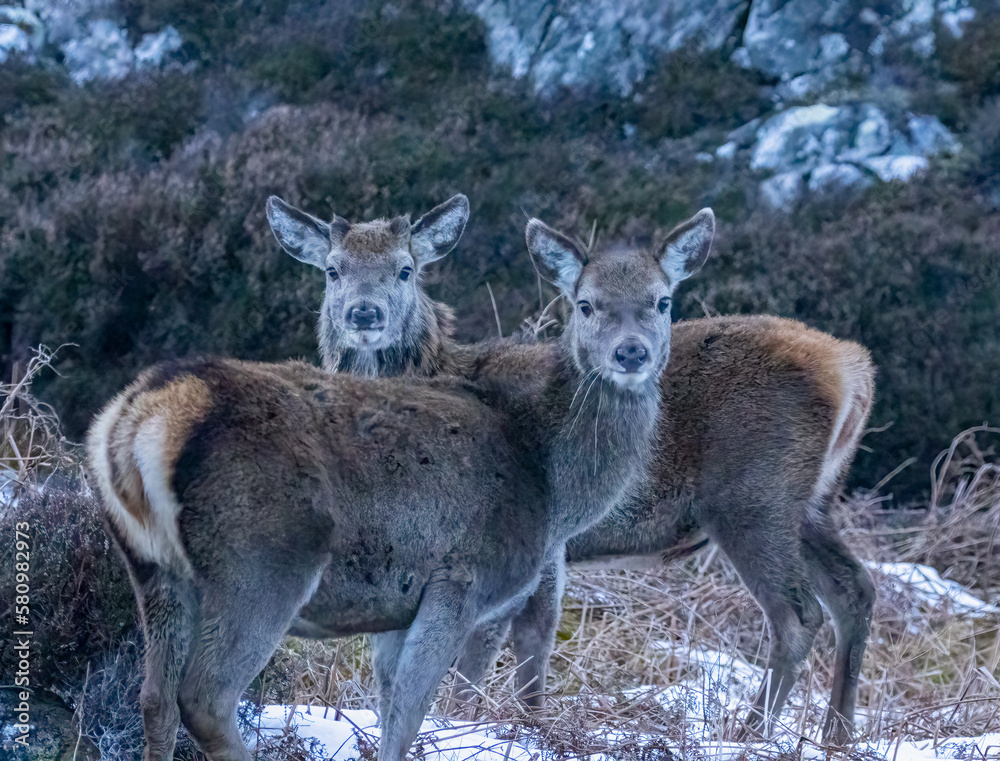 Fototapeta premium Two female red deer looking at the camera