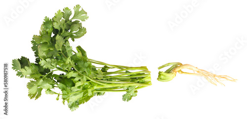 coriander - cilantro isolated on transparent, white background photo