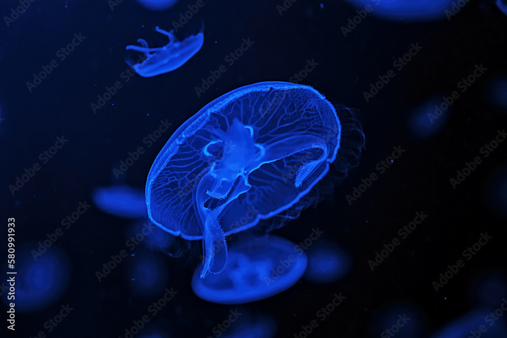 Shooting macro Jellyfish Aurelia Aurita underwater Shooting macro Jellyfish Aurelia Aurita underwater