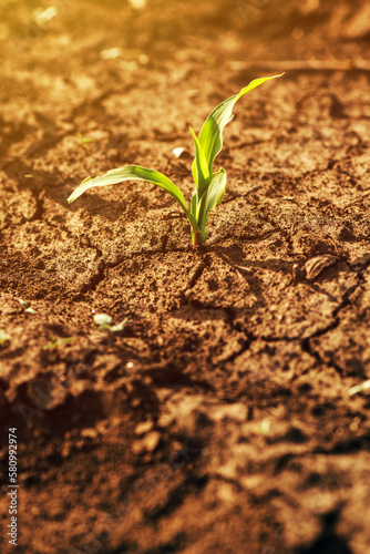 Small green corn crop seedling in field lit by the warm springtime sunset light