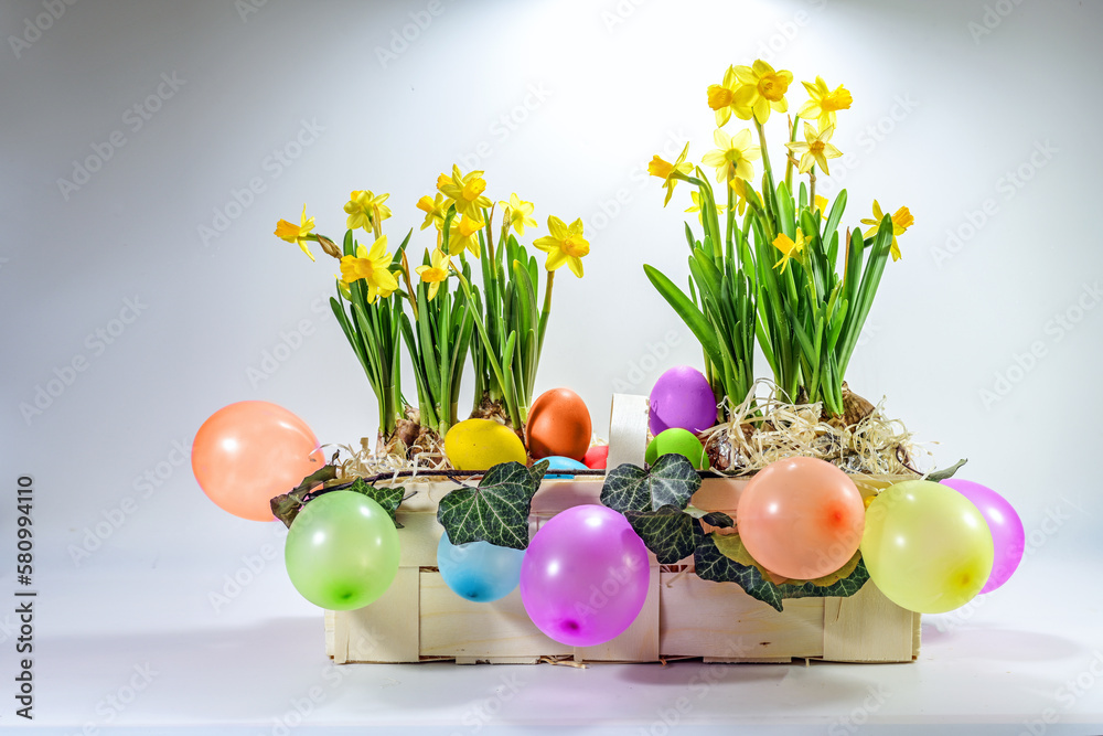 Basket with daffodils, colorful balloons and dyed eggs, cheerful Easter decoration for a holiday party perhaps with children, light gray background with copy space