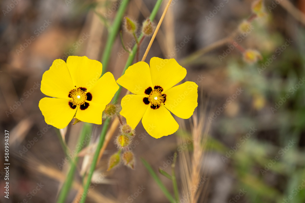 Tuberaria guttata, a bright yellow wild flower Tuberaria guttata, a bright yellow wild flower