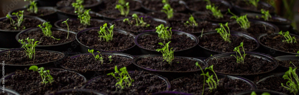 flower seedling, flower seedling, cultivation. flower seedling, flower seedling, cultivation.