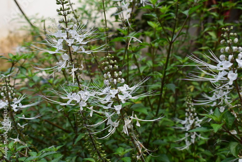 Принти на полотні orthosiphon aristatus flower or cat whiskers plant or kumis kucing