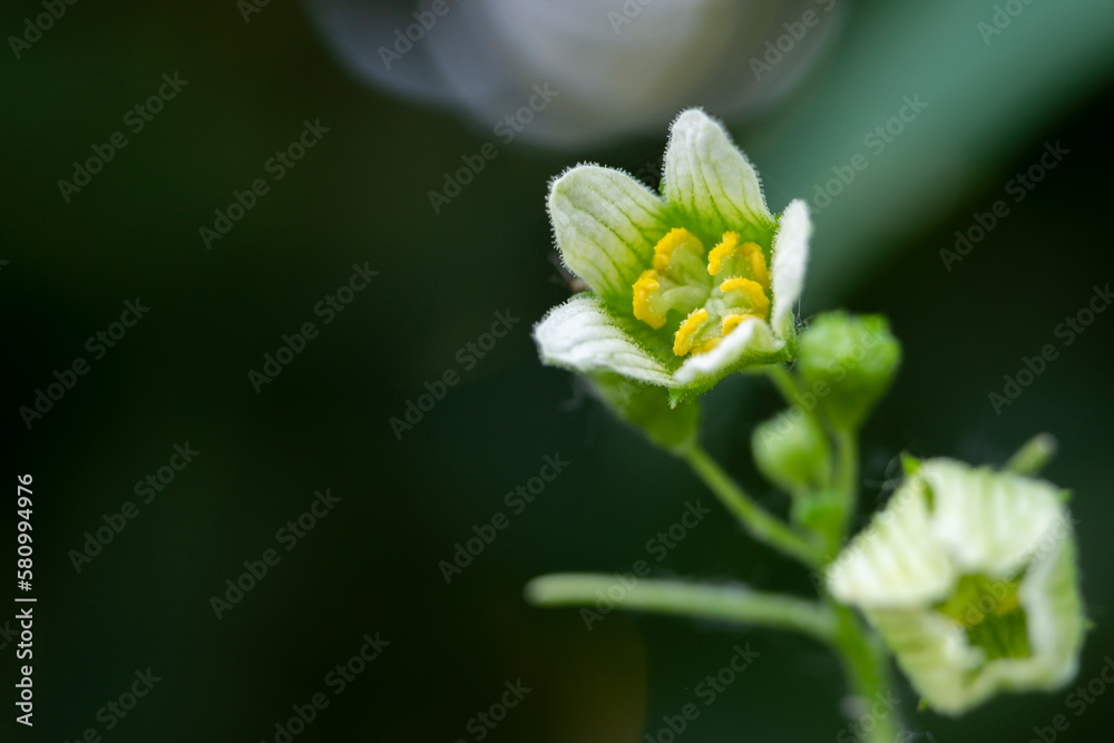 White bryony or wild hop or false mandrake or English mandrake or wild vine or wild hops. White bryony or wild hop or false mandrake or English mandrake or wild vine or wild hops.