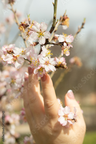 Selective focus. Mature woman's hand is touching cherry blossom. Blooming cherry tree  branch with selective focus against blurred green meadow.