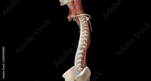 The cervical spine (neck region) consists of seven bones (C1-C7