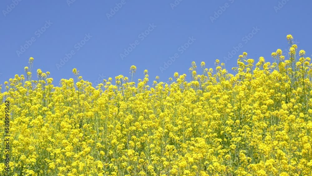 満開の菜の花と青空　春イメージ