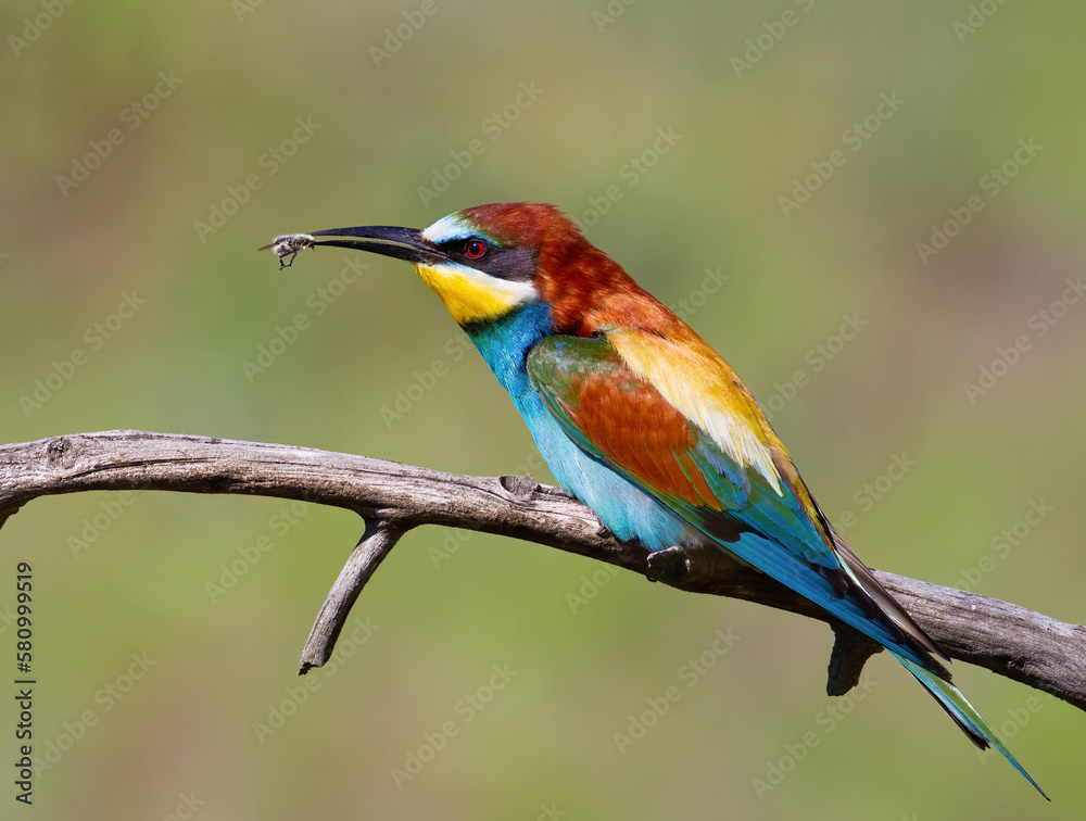 European bee-eater, Merops apiaster. A bird sits on a branch with a prey in its beak European bee-eater, Merops apiaster. A bird sits on a branch with a prey in its beak