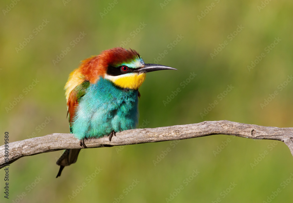 European bee-eater, Merops apiaster. A bird ruffles its feathers and sits on a branch European bee-eater, Merops apiaster. A bird ruffles its feathers and sits on a branch