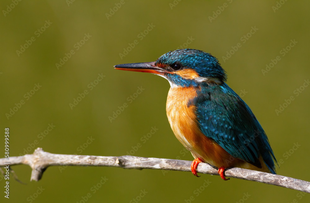 Common kingfisher, Alcedo atthis. A female bird sits on a branch against a beautiful background Common kingfisher, Alcedo atthis. A female bird sits on a branch against a beautiful background