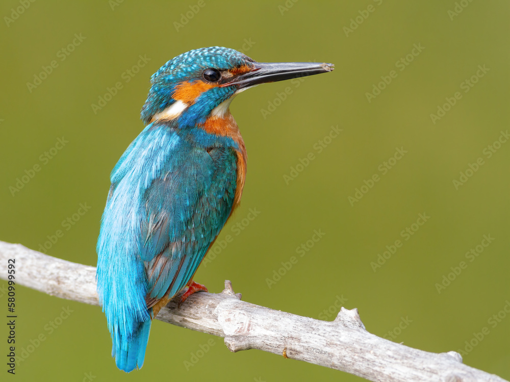 Common kingfisher, Alcedo atthis. Early morning male sitting on a branch, close-up of the bird Common kingfisher, Alcedo atthis. Early morning male sitting on a branch, close-up of the bird