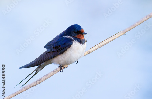 Barn swallow, Hirundo rustica. A bird sits on a reed stalk against the sky